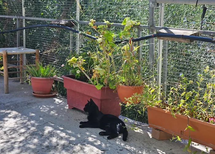 Ambeli - Ambeloui Σπίτι διακοπών Καλοπαναγιώτης