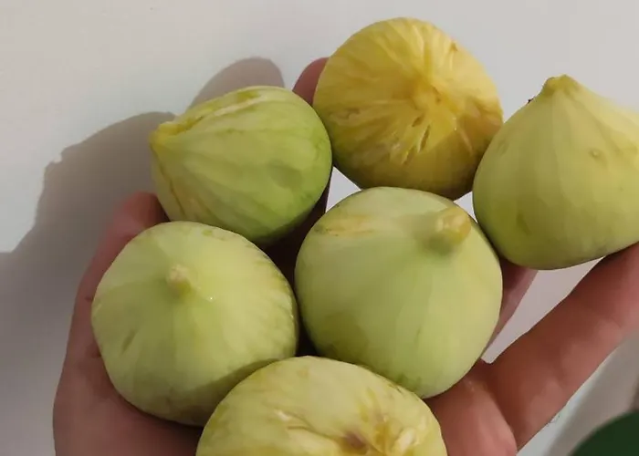 Prázdninový dům Ambeli - Ambeloui